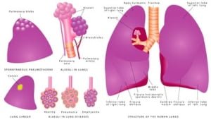 klinikkosteopati-lunge